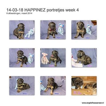 HAPPINEZ portretjes week 4, de pups zijn nu precies 3 weken oud